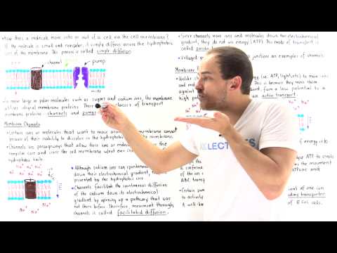 Introduction to Membrane Transport