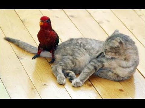 Funny Parrots Annoying Cats