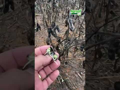 Produtor perde 300 hectares de soja