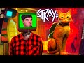 Видеообзор Stray от TheDRZJ