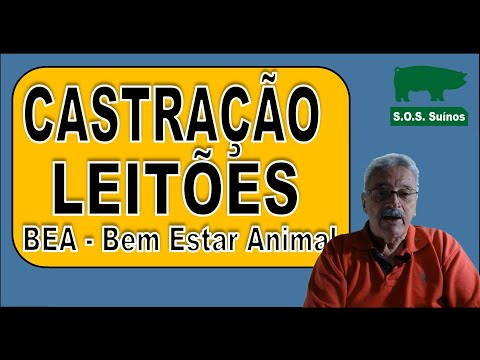 , title : 'SUINOCULTURA: Castração de Leitões  - BEA - Bem estar Animal'