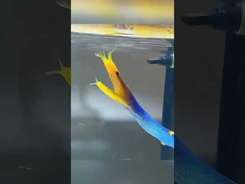 **जिसे राक्षस समझा, वह निकली समुद्र की खूबसूरत रचना! 🐟🌊**