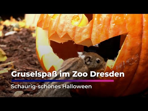 Halloween at Dresden Zoo | Saxony Television