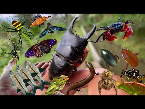 King of Horns: Hunting Stag Beetles and various types of insects