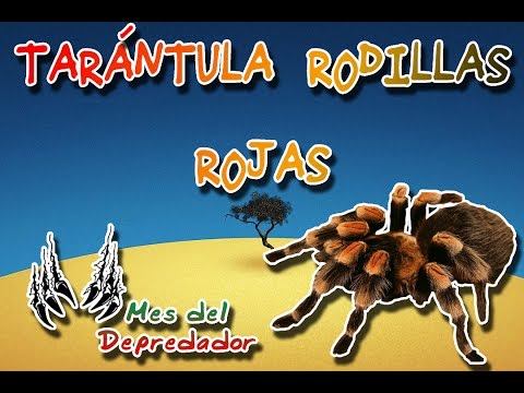 download lagu mp3 mp4 Rodillas De Fuego, download lagu Rodillas De Fuego gratis, unduh video klip Rodillas De Fuego