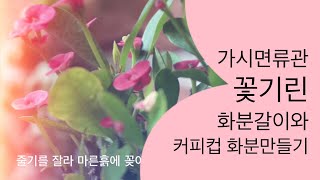 꽃기린