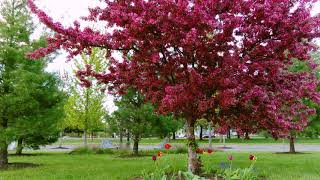 Spring at University at Albany | Drone | 4K