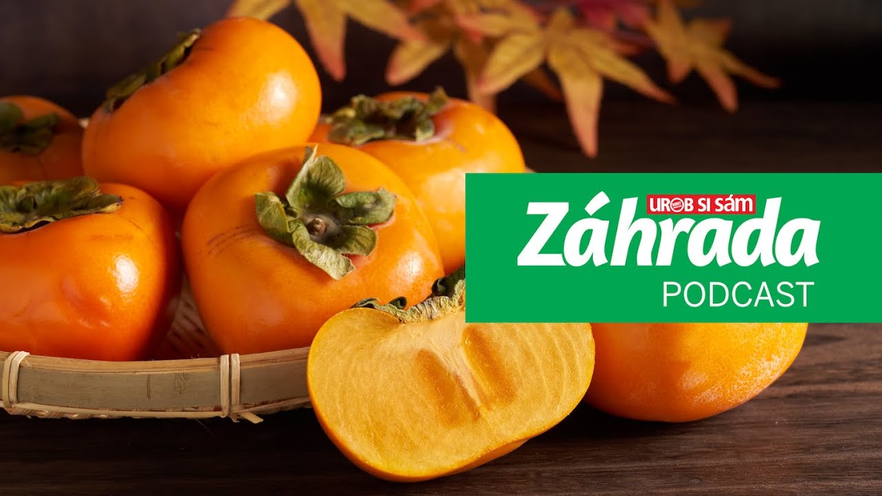 #30 | Hurmikaki: Prečo a ako ich pestovať
