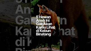Download lagu 5 Hewan Aneh Ini Gak Akan Kamu Lihat di Kebun Binatang. #shortsvideo #hewananeh #hewanunik mp3