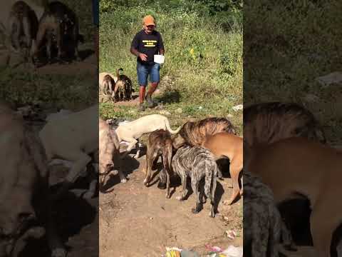 O HOMEM QUE ALIMENTA OS CACHORROS SANTAHELENA PB
