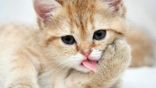 Most Hilarious Videos Of Cats 2014