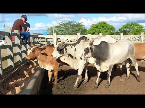 FEIRA DO GADO EM CAMPINA GRANDE-PB 