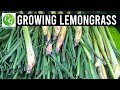 Lemongrass: Grow Harvest & Preserve EZ method from grocery store lemon grass