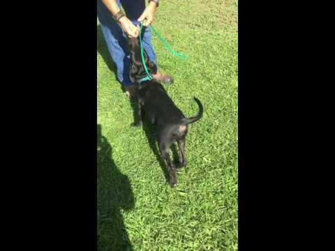 Frisky, an adopted Black Labrador Retriever Mix in Killingworth, CT_image-1