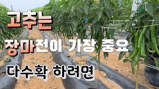고추는 장마전에 관리가 매우 중요하다 예방법은 ? 탄저병.총채.고추재배Anthrax.Battlehead.Ch…