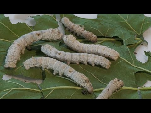 Seidenraupen am Zürichsee