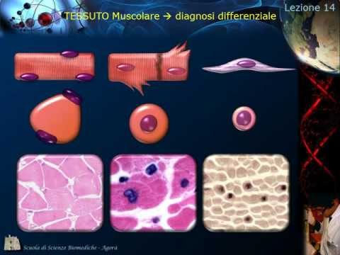 Istologia - Lezione 14: Muscolare pt. 2 e Nervoso pt. 1