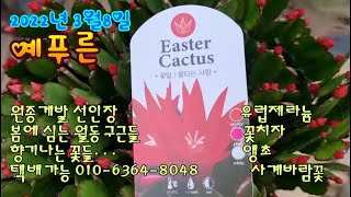 봄에 심는 구근들과 원종게발 유럽제라늄 택배가능 010-6364-8048