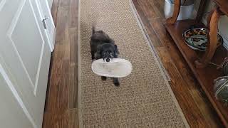 Video preview image #1 Pomeranian-Unknown Mix Puppy For Sale in Berlin, MD, USA