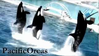 Orcas // Chasing the Storm