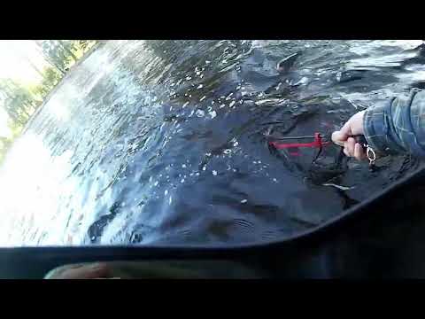 Sepi saa kirjolohen Lankoskella