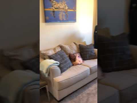 851-59 W. Cornelia - Video 7 of 7