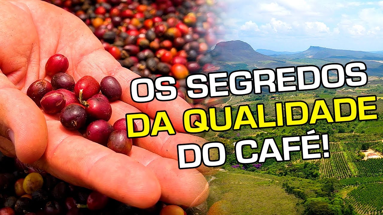 O Café da Bahia está sempre entre os Primeiros em Qualidade porque… | No Pé do Café