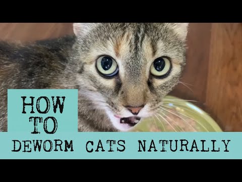 How to Deworm Cats Naturally with Diatomaceous Earth