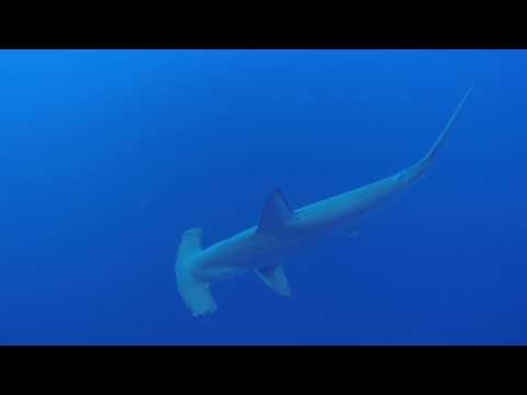 Liveaboard Egypten Red Sea Aggressor