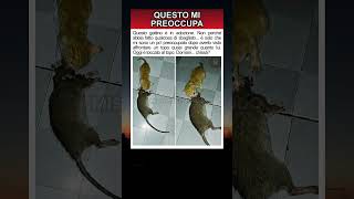 Sembra innocente ma...