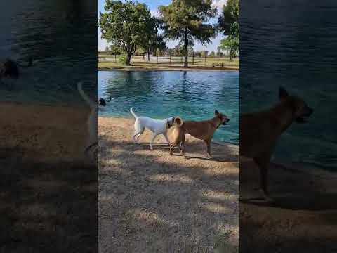 GINNY - SUPER SWEET PUP - SEE VIDEO!, an adoptable Terrier & Labrador Retriever Mix in Boston, MA_image-1