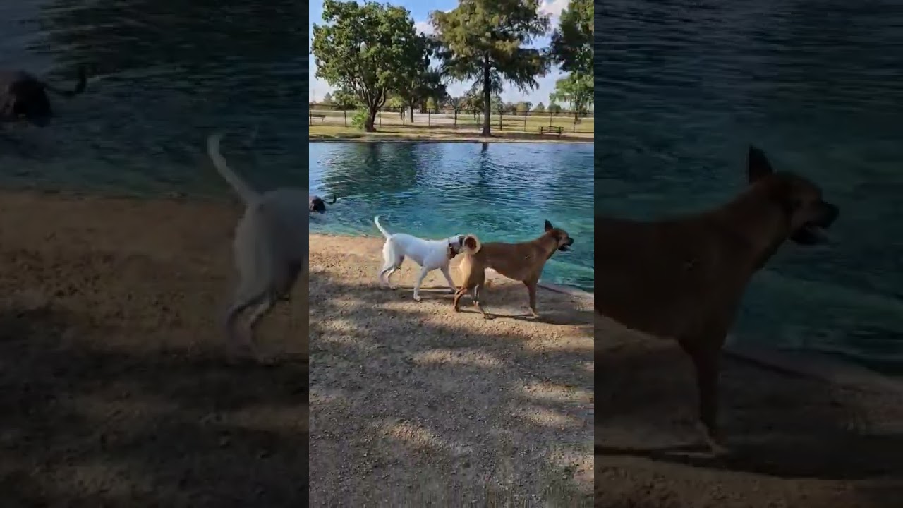 GINNY - SWEET GIRL - SEE VIDEO!, a Adoptable mixed breed in Harrisburg, PA video 6/6