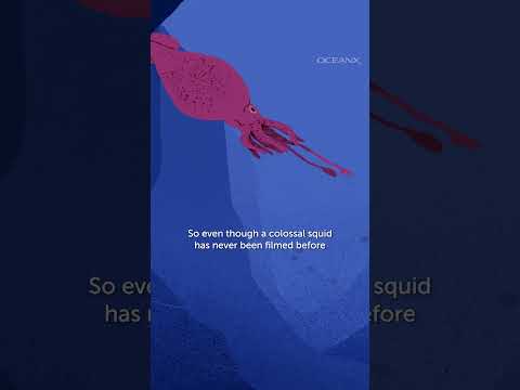 Whales tell us that Colossal Squids are Alive and the Megalodon is Extinct