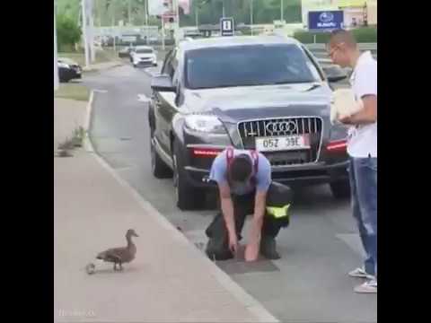 The Most Important of Bird We Salute The Human