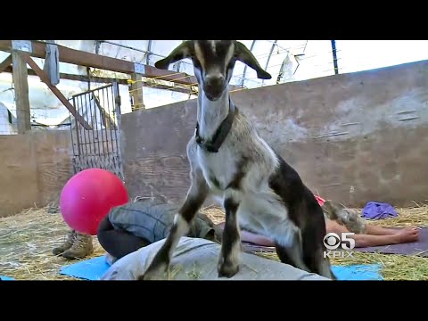 Grazing Goats Join Yoga Class In SF Bayview