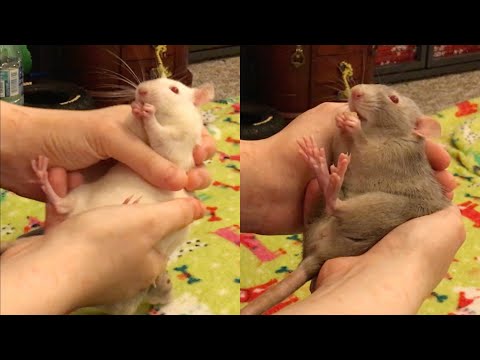 How to Get Rats Used to Being on Their Backs