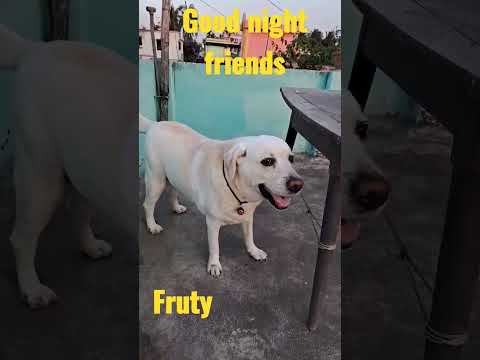 Fruty ❤️#goodnight #shorts#viral #shortvideo #dog #doglover #labrador #bangla