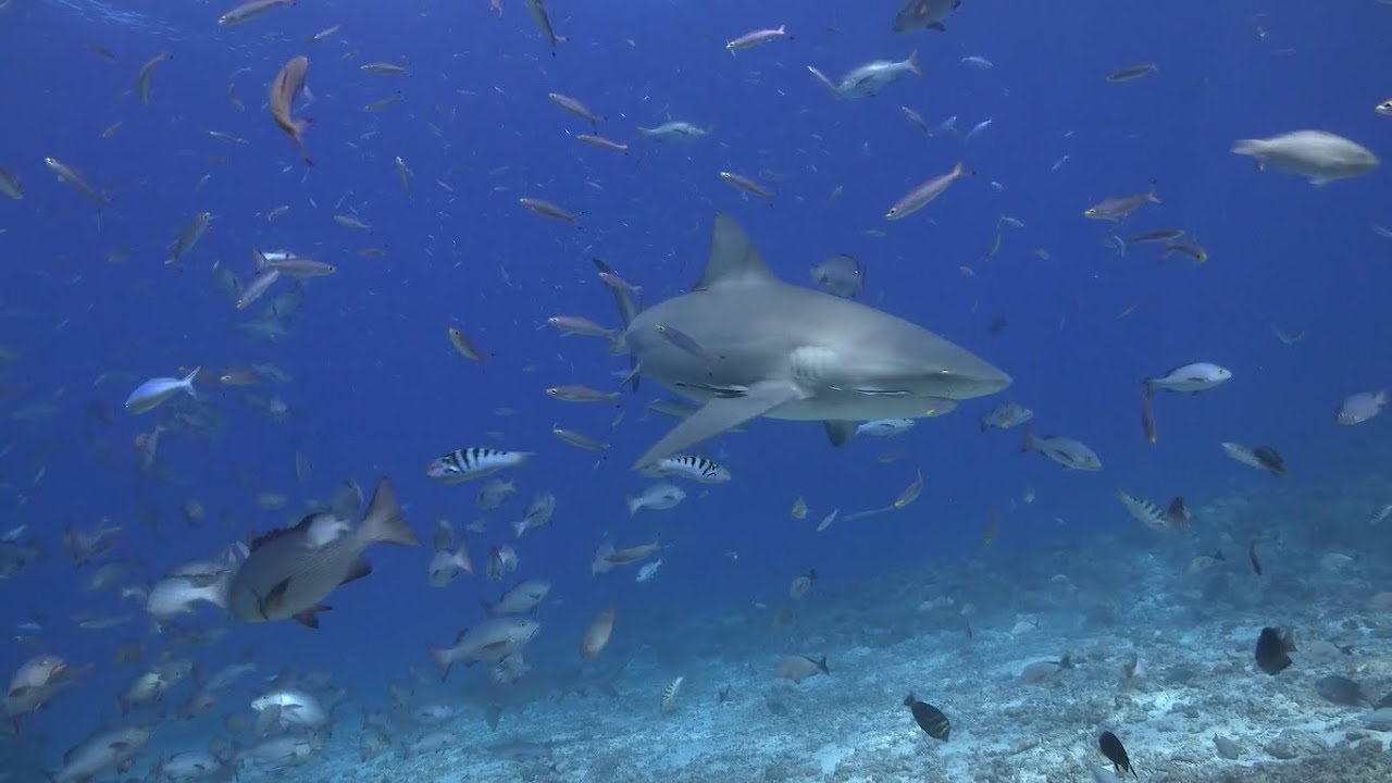 Des requins autour de Fiji