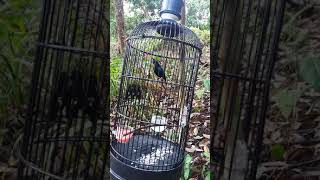 Download lagu Kolibri  black sunbird papua gacor, , buat mikat dapat banyak mp3 Download lagu Kolibri  black sunbird papua gacor, , buat mikat dapat banyak mp3