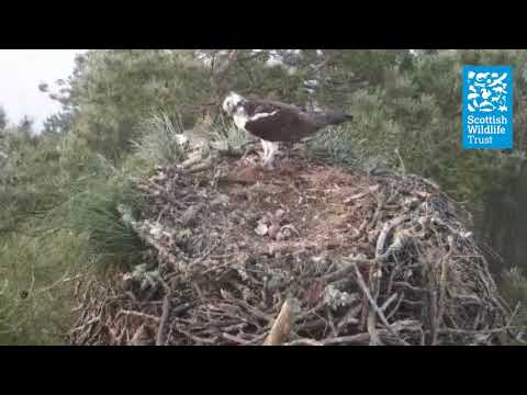 Our third osprey chick has hatched!