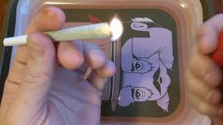 Cherry Punch Preroll 25% Trulieve Eustis 🍒👊