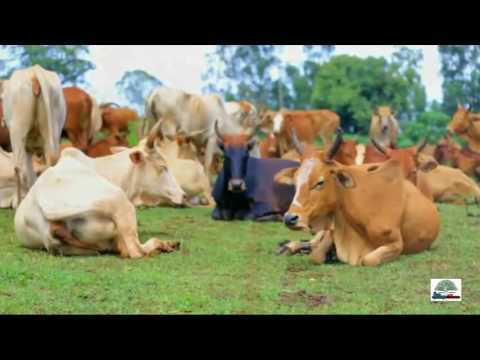 Afaan Oromo "Instrumental" Habtamu Lamu Begii Butee Gingilchaa