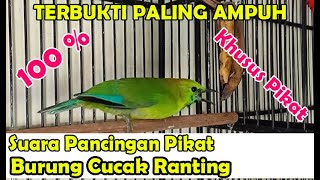 Download lagu SUARA PIKAT BURUNG CUCAK RANTING GACOR TERBUKTI PALING AMPUH - PANCINGAN CUCAK RANTING GACOR mp3 Download lagu SUARA PIKAT BURUNG CUCAK RANTING GACOR TERBUKTI PALING AMPUH - PANCINGAN CUCAK RANTING GACOR mp3