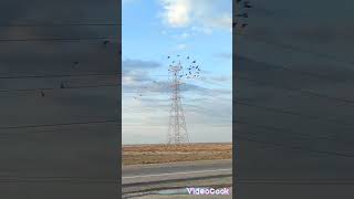 کبوتر مسافتی آقای محسن کارگر سیستان بلوچستان کبوترمسافتی اهواز زهک آلمان عربستان عراق بلژیک