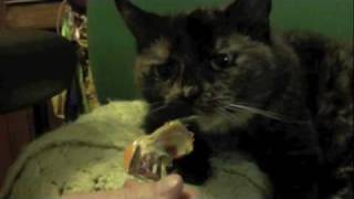 RIP Alice 1992-2009 feat. CARPARK NORTH - FIREWORKS