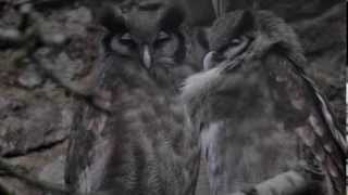 preview picture of video 'Yawning Owl'
