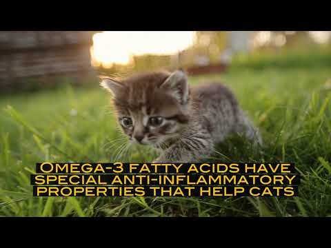 Omega-3 Fatty Acids for Cats Health / MOXXOR OMEGA-3 the premium omega-3