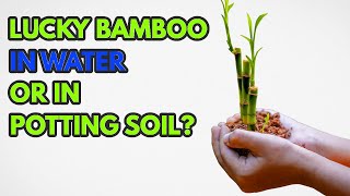 What happens when you put LUCKY BAMBOO on POTTING SOIL ?