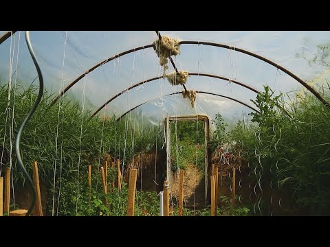 M5 TV – Fenntartható visszafejlődés – A walipini termesztési mód – 2023/25. adás – 2023.06.25.