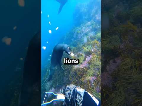 Why Sea Lions Can Be More Dangerous Than You Think! #shorts